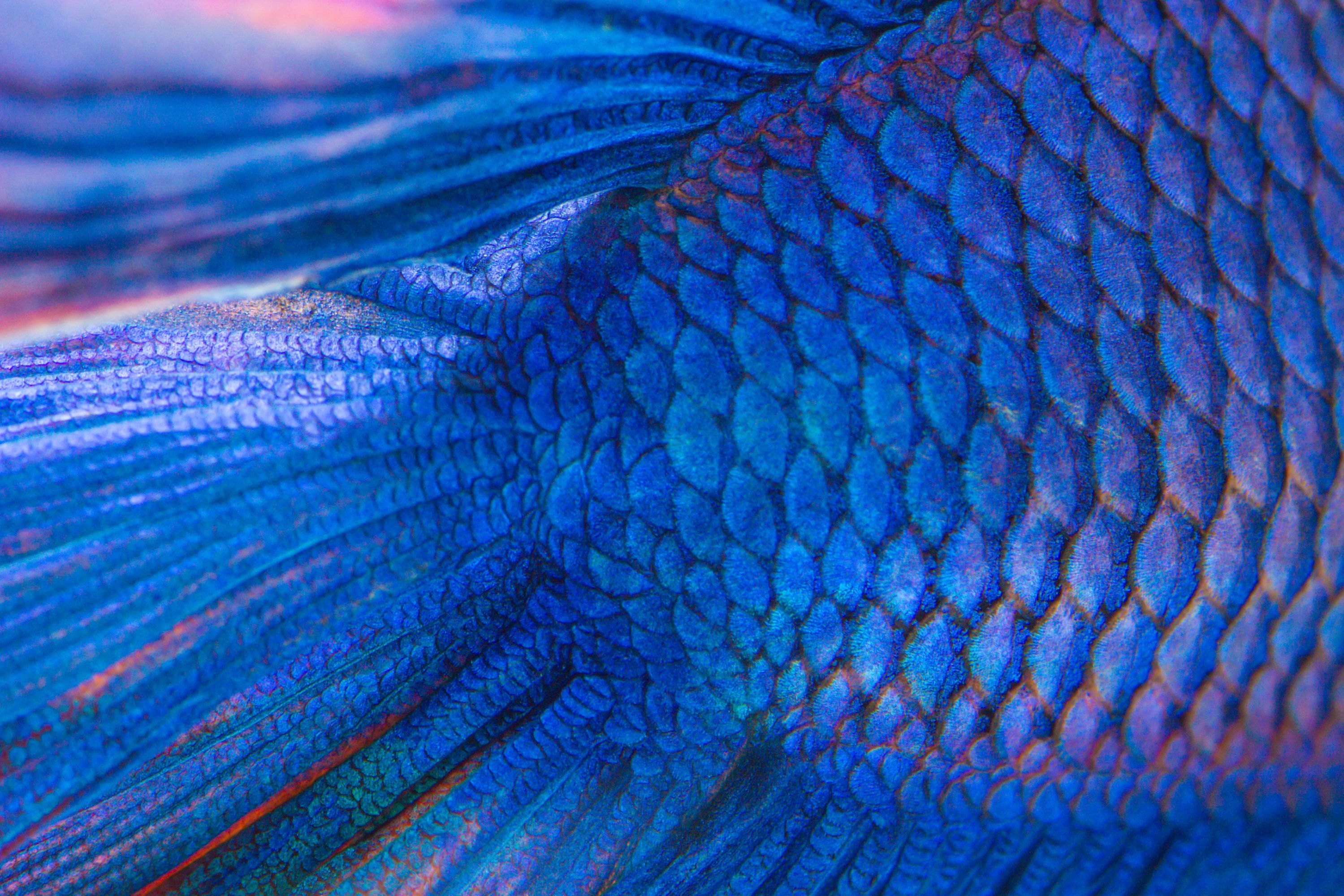 fish scales
