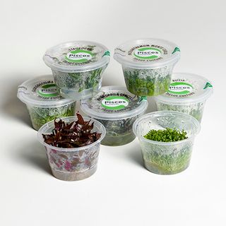 TISSUE CULTURE