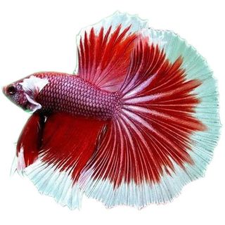 BETTA