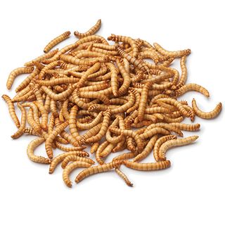 MEALWORMS