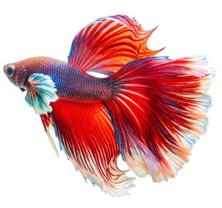 BETTA