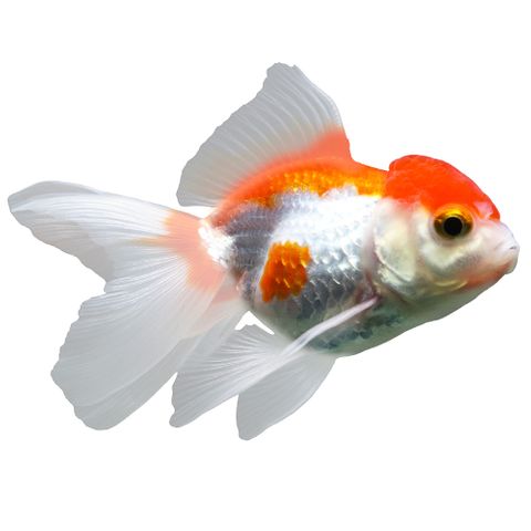 7CM RED & WHITE ORANDA