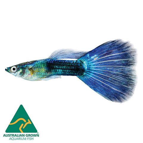 3CM MALE BLUE NEON GUPPY