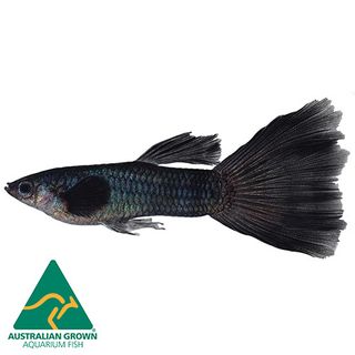 3.5CM BLACK MALE GUPPY