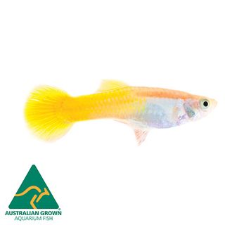 3CM MALE YELLOW COBRA GUPPY