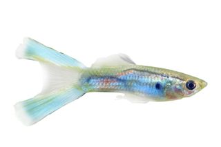 3CM MALE LYRETAIL GUPPY
