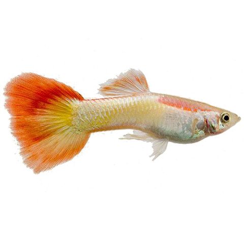 3CM MALE MICARIFF SUNSET GUPPY