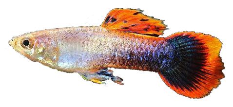 3.5CM PINK TUXEDO MALE GUPPY