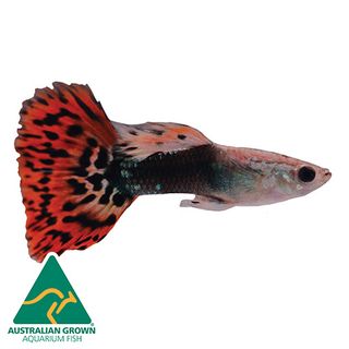 3.5CM RED DRAGON TAIL