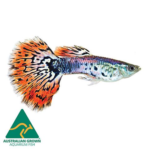 3.5CM ASST MOSAIC TAIL