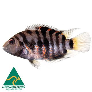 4.5CM CONVICT CICHLID