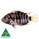 AMERICAN CICHLID