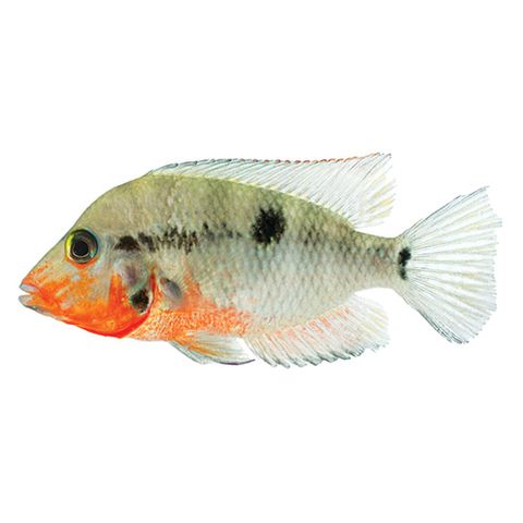 5CM FIREMOUTH CICHLID