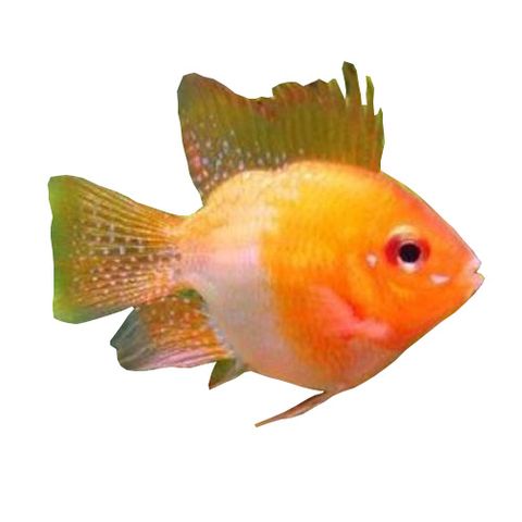 3CM GOLD BALLOON RAM