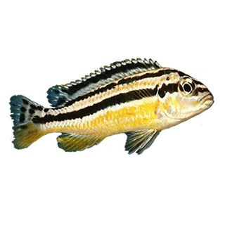 AFRICAN CICHLID