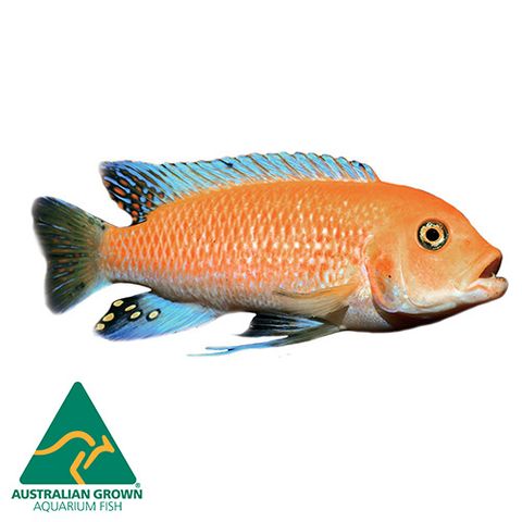 orange cichlid fish