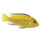 AFRICAN CICHLID