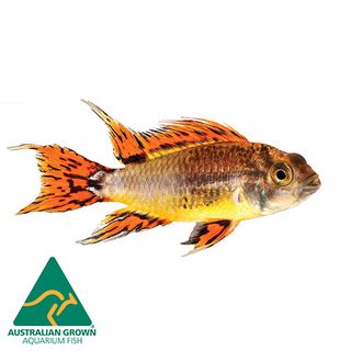 5CM APISTOGRAMMA AGASSIZII CICHLID
