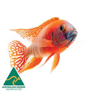 7CM ASSTED PEACOCK CICHLID