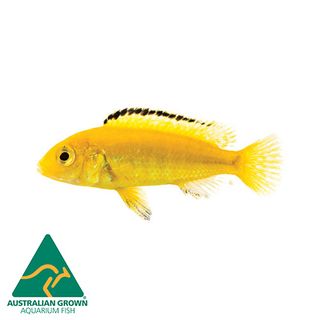 5CM ELECTRIC YELLOW CICHLID