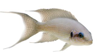5CM BRICHARDI CICHLID