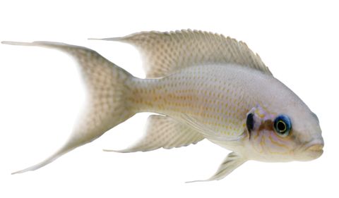 5CM BRICHARDI CICHLID