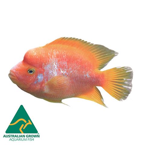 10CM RED DEVIL CICHLID