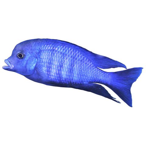 7CM BLUE MOORII