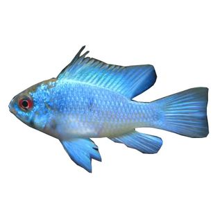 3.5CM ELECTRIC BLUE RAM