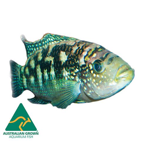 5CM JACK DEMPSEY CICHLID