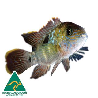 7CM GREEN TERROR (SAUM) CICHLID