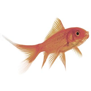 9-12CM GOLDFISH FEEDER