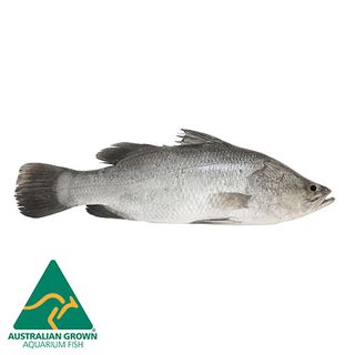 5CM BARRAMUNDI