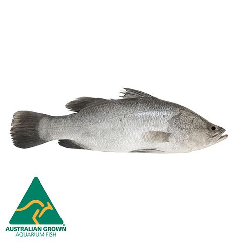 4-5CM BARRAMUNDI