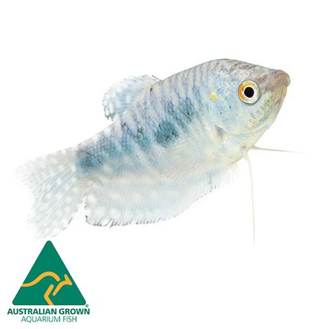 5CM OPALINE GOURAMI