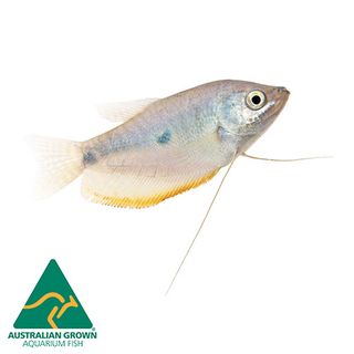 5CM 3-SPOT GOURAMI