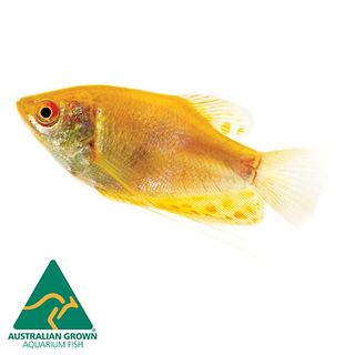 5CM GOLDEN GOURAMI