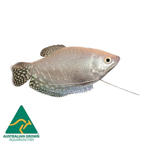 5CM PLATINUM GOURAMI