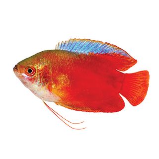 5CM DWARF RED FLAME