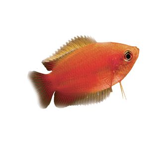 5CM DWARF HONEY GOURAMI