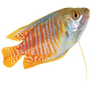 5CM DWARF BLUE NEON GOURAMI