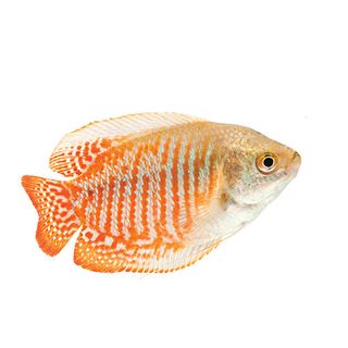 5CM DWARF ASSORTED GOURAMI