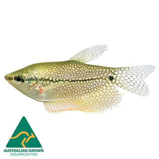 7CM PEARL GOURAMI