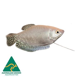 7CM PLATINUM GOURAMI