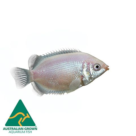 7CM KISSING GOURAMI