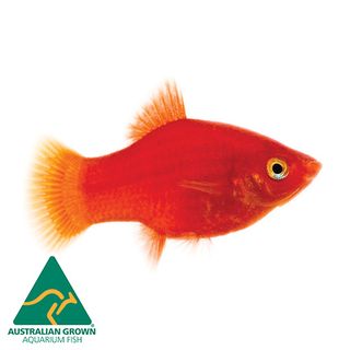 PLATY