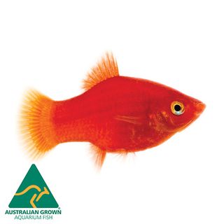 4CM RED PLATY