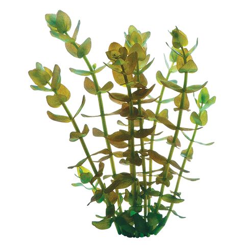 BACOPA