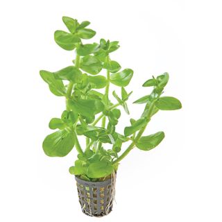 BACOPA - 5CM POT