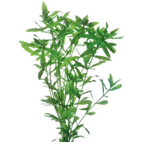 HYGROPHILA